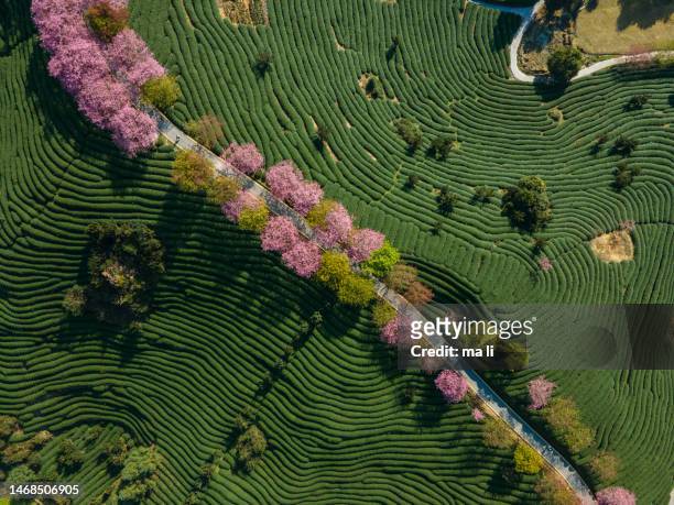 vista aerea della montagna del tè biologico alla ciliegia - oriente foto e immagini stock