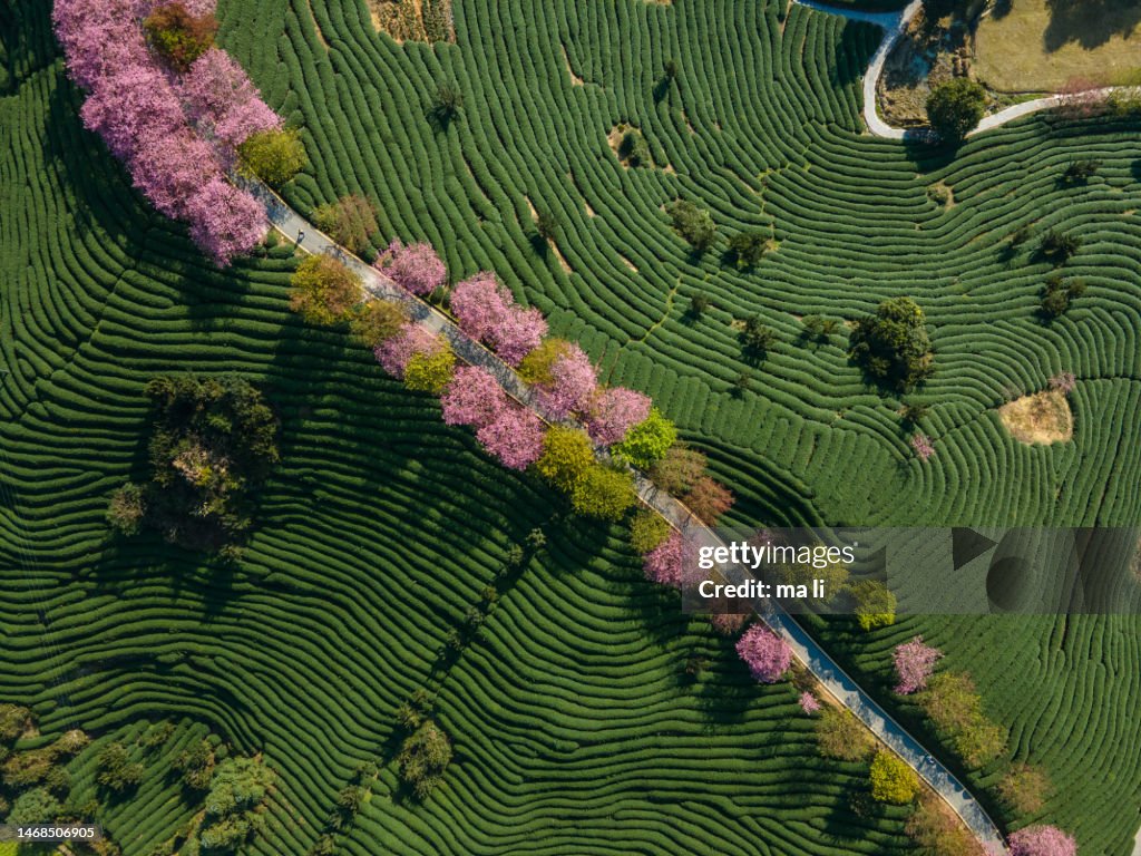 Aerial view of Cherry Organic Tea Mountain