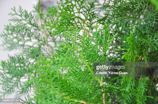 evergreen tree. chinese arborvitae, platycladus orientalis. - pinetree garden seeds stock pictures, royalty-free photos & images