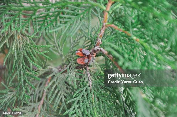 evergreen tree. chinese arborvitae, platycladus orientalis. - pinetree garden seeds stock pictures, royalty-free photos & images