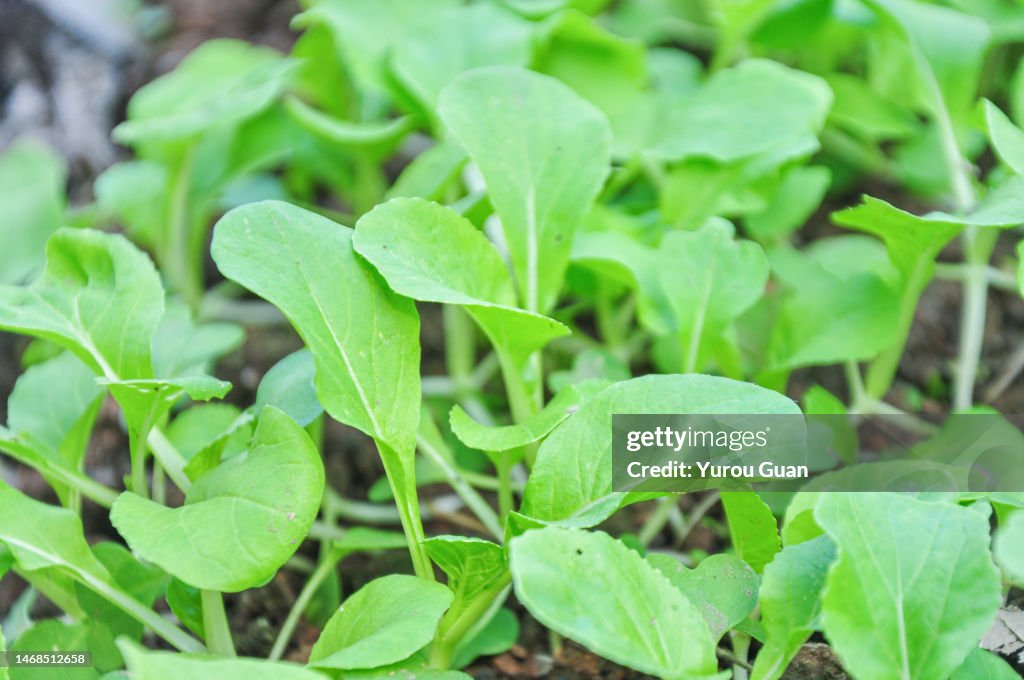 Bok Choy Chinese Cabbage Leaf Vegetable High-Res Stock Photo - Getty Images