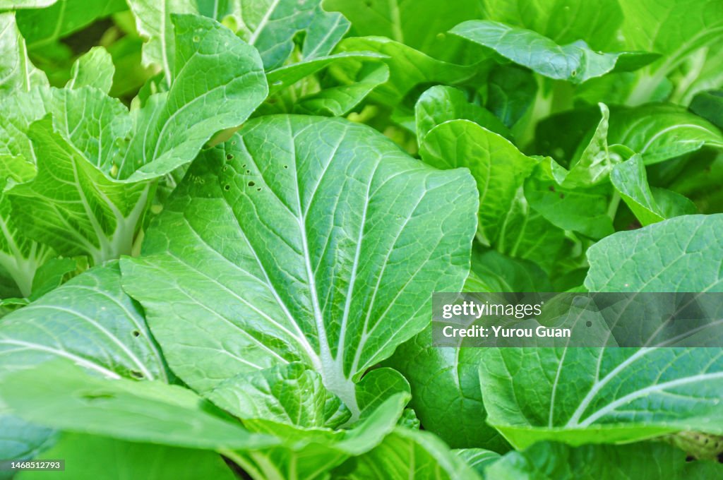 Bok Choy Chinese Cabbageleaf Vegetable High-Res Stock Photo - Getty Images
