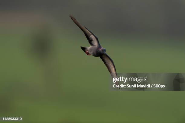 close-up of pigeon flying outdoors,razam,andhra pradesh,india - common swift flying stock pictures, royalty-free photos & images
