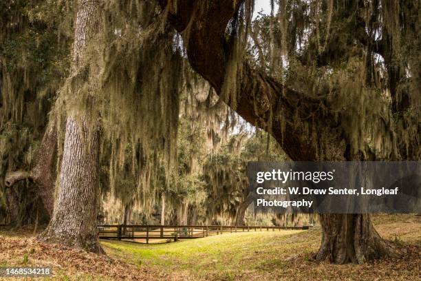 oaks of fort frederica - saint simons island fotografías e imágenes de stock