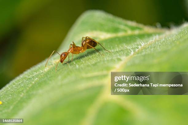 close-up of insect on leaf,indonesia - fire ants stock-fotos und bilder
