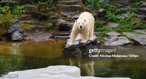 Polar Bear Sitting On Rock And Looking In Front To Visitors In Zoo High-Res Stock Photo