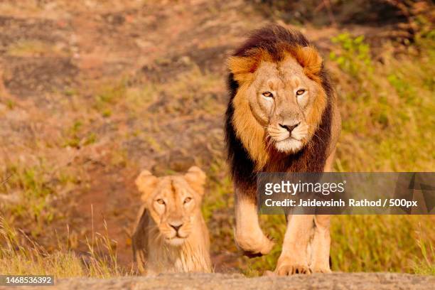 two lions,gir national park,gujarat,india - ギールフォーレスト国立公園 ストックフォトと画像
