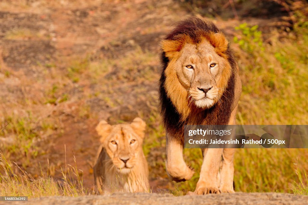Two lions,Gir National Park,Gujarat,India