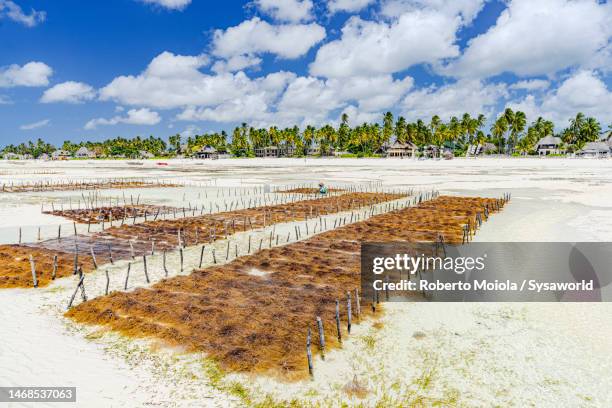 red algae seaweed plantation during low tide, africa - tanzania bildbanksfoton och bilder