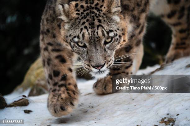 close-up portrait of snow leopard,switzerland - snow leopard 個照片及圖片檔