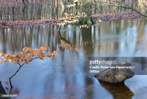 scenic view of lake in forest,veluwe,netherlands - veluwemeer stockfoto's en -beelden