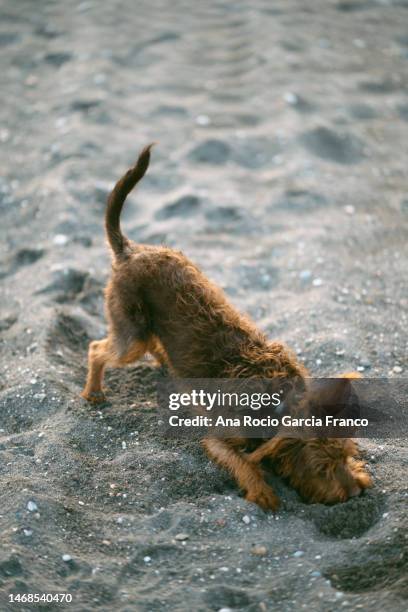 a happy young dog digging in the beach - feet run in ocean stock pictures, royalty-free photos & images