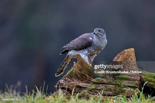 close-up of hawk of prey perching on tree,czech republic - sparrowhawk stock pictures, royalty-free photos & images