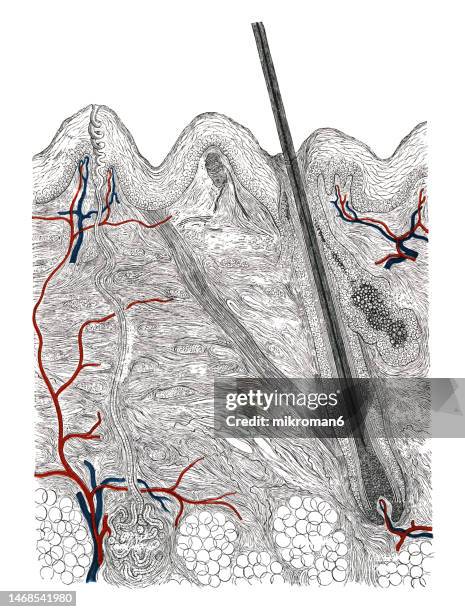 old engraved illustration of vertical cross-section through the human skin - fat stock pictures, royalty-free photos & images