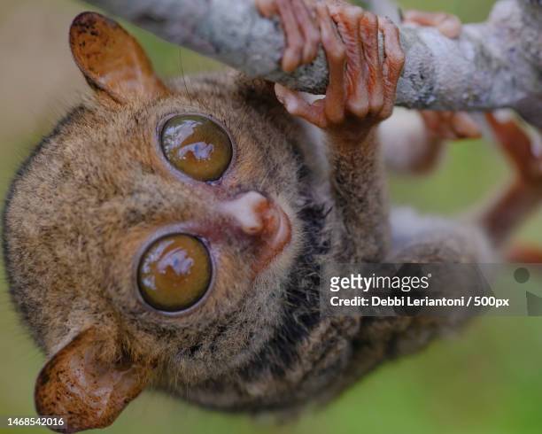 a cute tarsier on the branch,central kalimantan,indonesia - tarsier stock-fotos und bilder