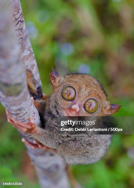 a cute tarsier on the branch,central kalimantan,indonesia - tarsier imagens e fotografias de stock