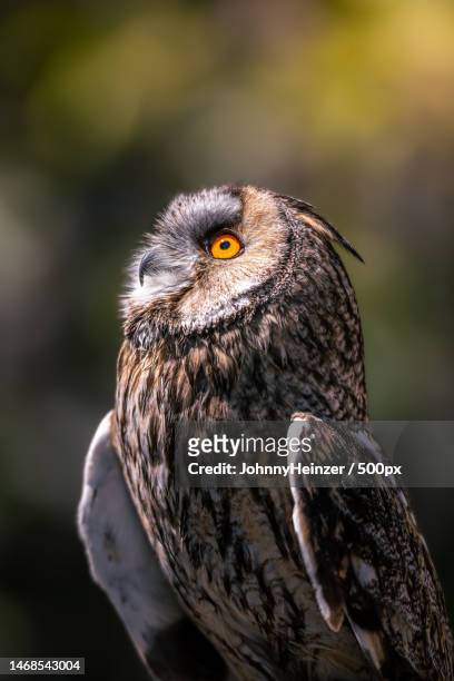 close-up of eagle great horned owl perching outdoors,wildegg,switzerland - eurasian eagle owl stockfoto's en -beelden