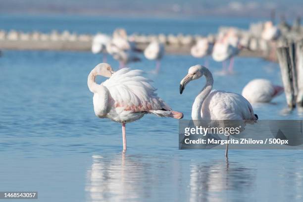 two flamingos in lake,burgas,bulgaria - burgas fotografías e imágenes de stock