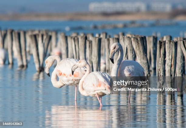 two flamingos in lake,burgas,bulgaria - burgas bulgaria stock pictures, royalty-free photos & images