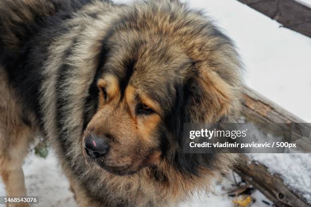 close-up of purebred mastiff - tibetan mastiff stock pictures, royalty-free photos & images