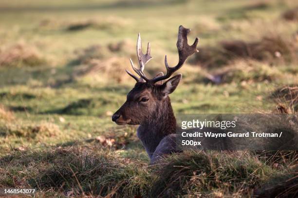 side view of red deer standing on field,united kingdom,uk - wayne gerard trotman fotografías e imágenes de stock