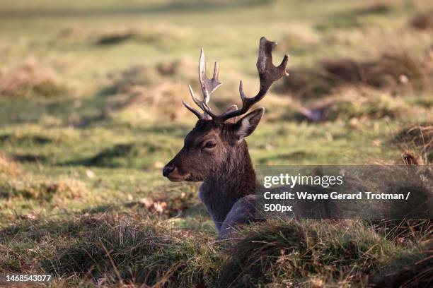 side view of red deer standing on field,united kingdom,uk - wayne gerard trotman stockfoto's en -beelden