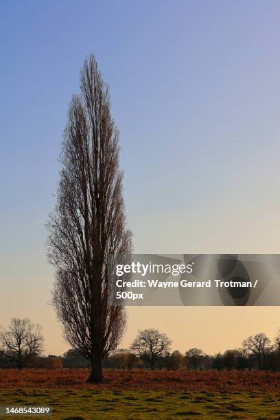 trees on field against clear sky,united kingdom,uk - wayne gerard trotman stockfoto's en -beelden