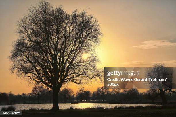 silhouette of bare tree on field against sky during sunset,united kingdom,uk - wayne stock pictures, royalty-free photos & images