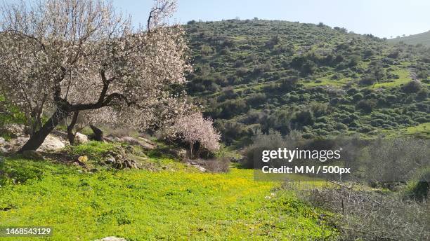 Spring In Palestine Palestine Mountain Photos and Premium High Res Pictures - Getty Images