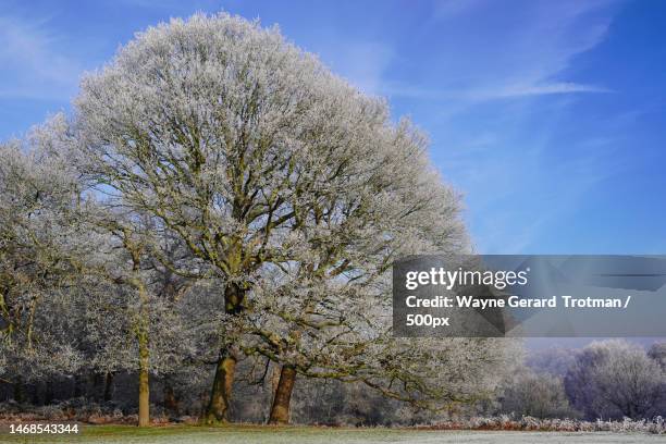 low angle view of cherry blossom against blue sky,richmond park,richmond,united kingdom,uk - wayne gerard trotman fotografías e imágenes de stock