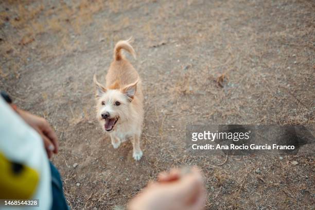 a dog and his owner playing in a off-leash dog park - off leash dog park stockfoto's en -beelden
