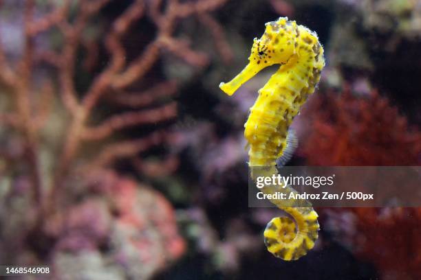 close-up of yellow sea horse swimming in sea - zeepaardje stockfoto's en -beelden