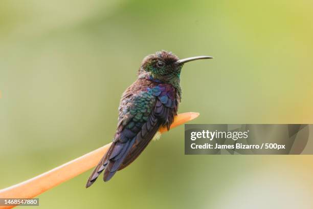 close-up of hummingbird perching on branch,m sur de la plaza de deportes bahia ballena bahia ballena,costa rica - bizzarro stock pictures, royalty-free photos & images