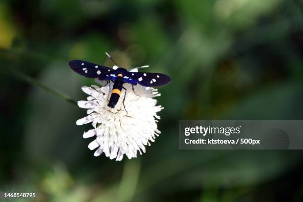 closeup of nine-spotted moth amata phegea on a white flower,bulgaria - nine spotted moth stock pictures, royalty-free photos & images