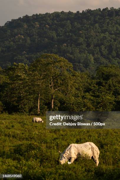 side view of horse grazing on field,kaziranga national park,india - kaziranga national park stock-fotos und bilder