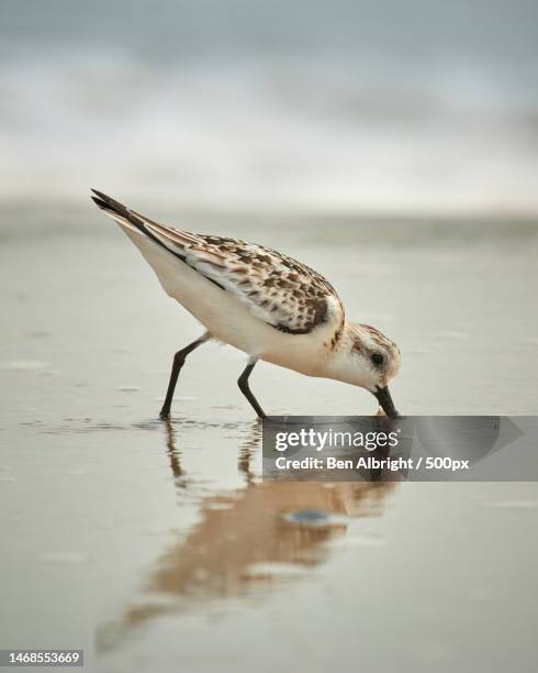 close-up of sandpiper perching in sea,surf city,united states,usa - sanderling stock-fotos und bilder