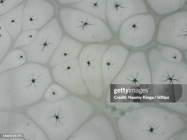 full frame shot of patterned wall - brown recluse spider stockfoto's en -beelden