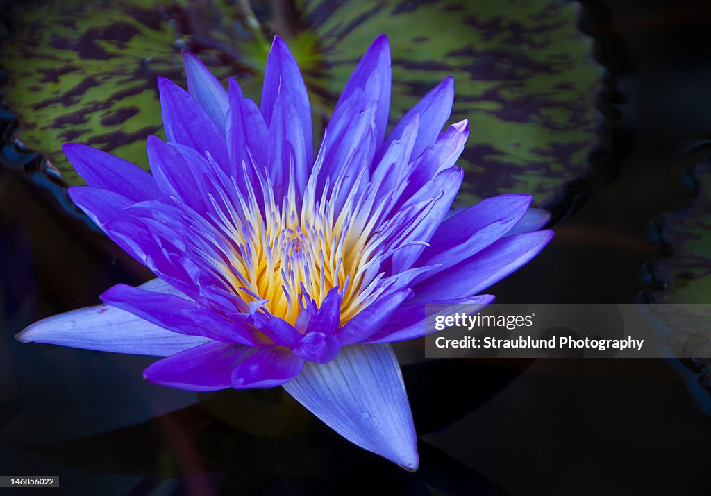 Water lilly in bloom