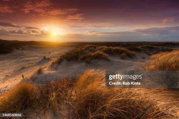 thunderstorm at sunset in westduinpark near kijkduin in the hague ( den haag ) - scheveningen stock pictures, royalty-free photos & images