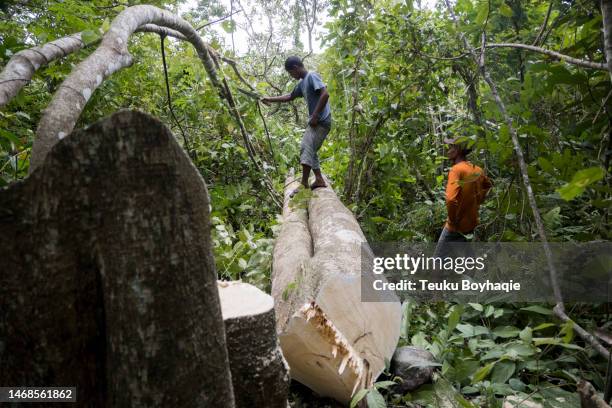 man cleaning branches of wood that have been cut down - stock photo - ontbossing stockfoto's en -beelden