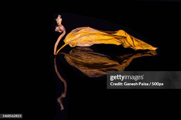 close-up of wilted flower against black background,united arab emirates - wilted stock pictures, royalty-free photos & images