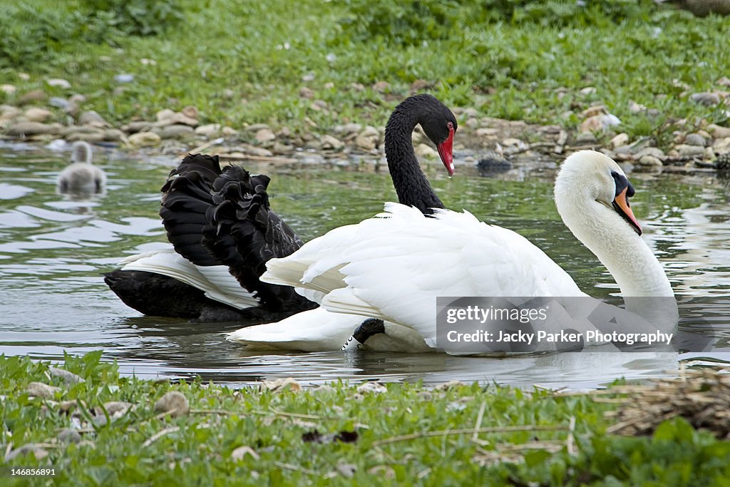 Black swan with white swan