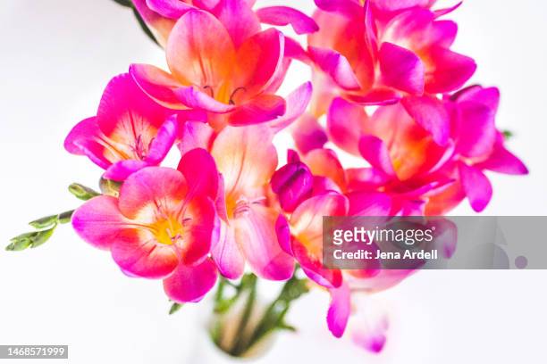 fresh flower bouquet, pink flowers closeup, love and romace concept - freesia stockfoto's en -beelden