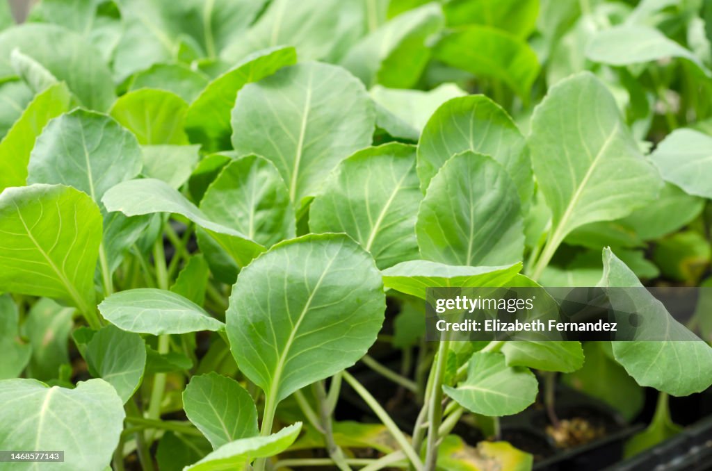 Growing Chinese kale vegetable - Kai-lan - Chinese Broccoli Plants (Brassica oleracea var. alboglabra)