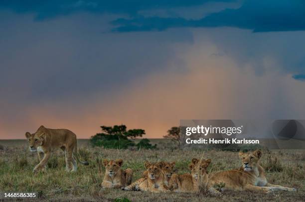 female lions (panthera leo) with cubs in masai mara - lion africa stock-fotos und bilder