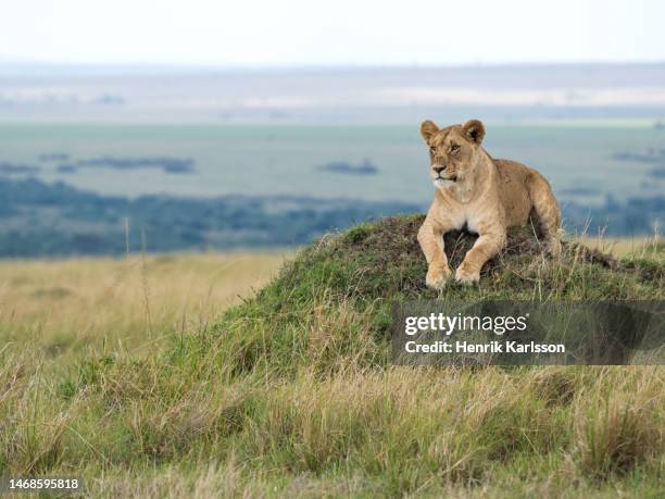 lioness (panthera leo) resting in masai mara - lion lioness stock pictures, royalty-free photos & images