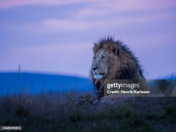 male lion (panthera leo) resting in masai mara - mannetjesdier stockfoto's en -beelden