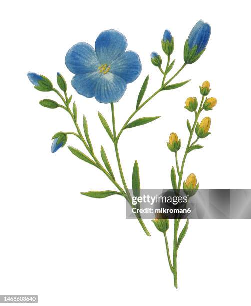 old chromolithograph illustration of botany, perennial flax, blue flax or lint (linum perenne) - linho colheita imagens e fotografias de stock