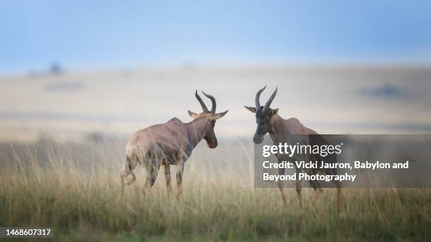 two topi in territorial battle in maasai mara, kenya - butting stock pictures, royalty-free photos & images