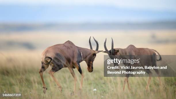 two topi in territorial battle in maasai mara, kenya - butting stock pictures, royalty-free photos & images